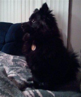 black-pomeranian-side-view